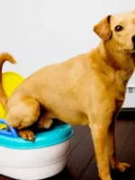 Treinamento Penico de Cachorro