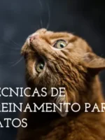Tecnicas de Treinamento Para Gatos